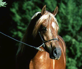Pampas Saban